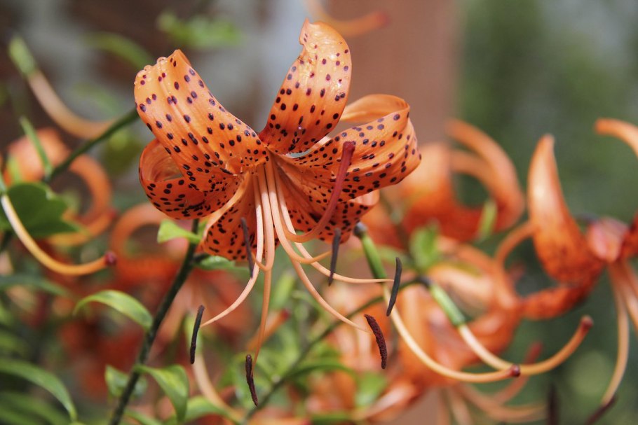 Лилия мартагон саранка