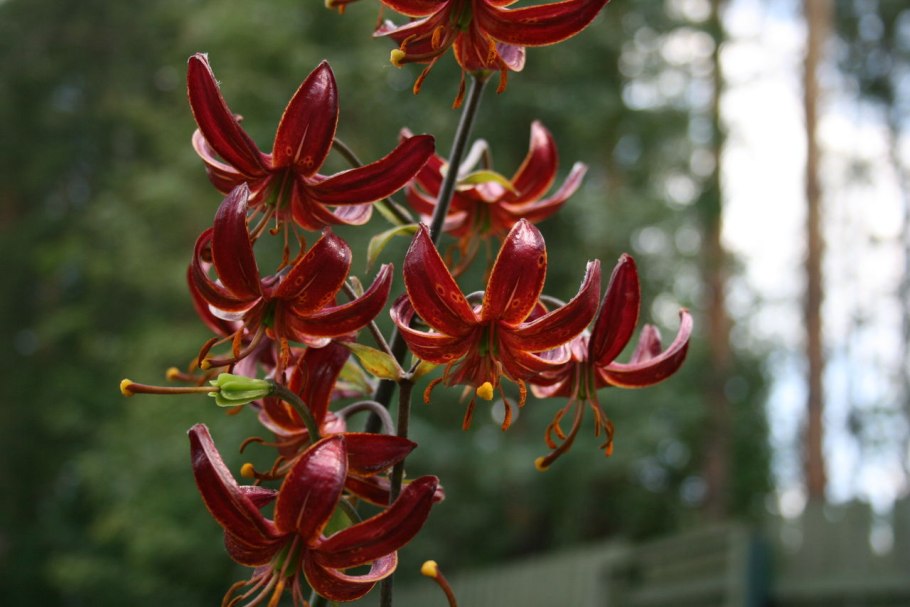 Lilium martagon — Лилия саранка