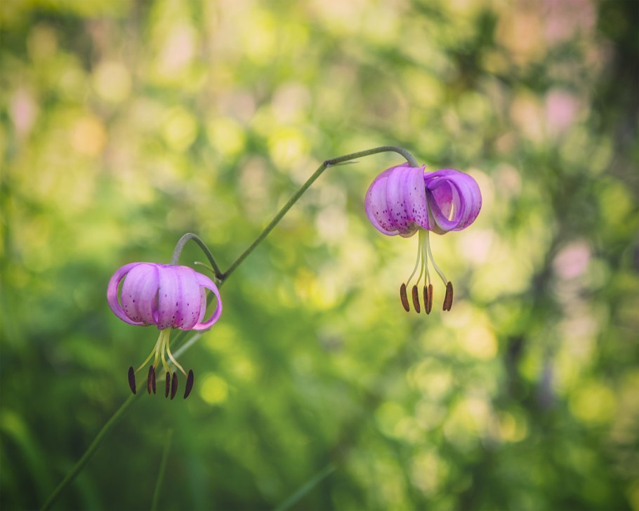 Лилия кудреватая оранжевая