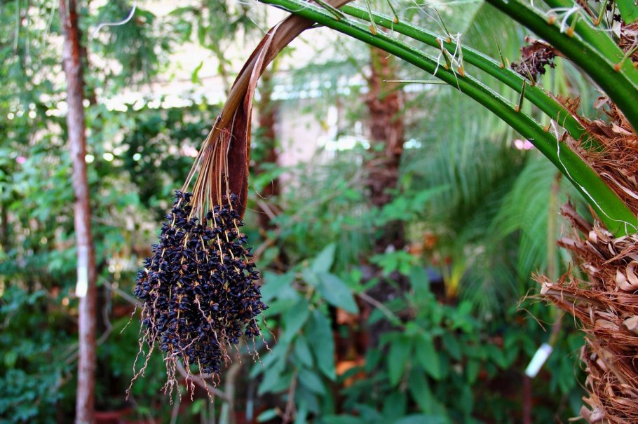 Цветы юговтосночной Азии