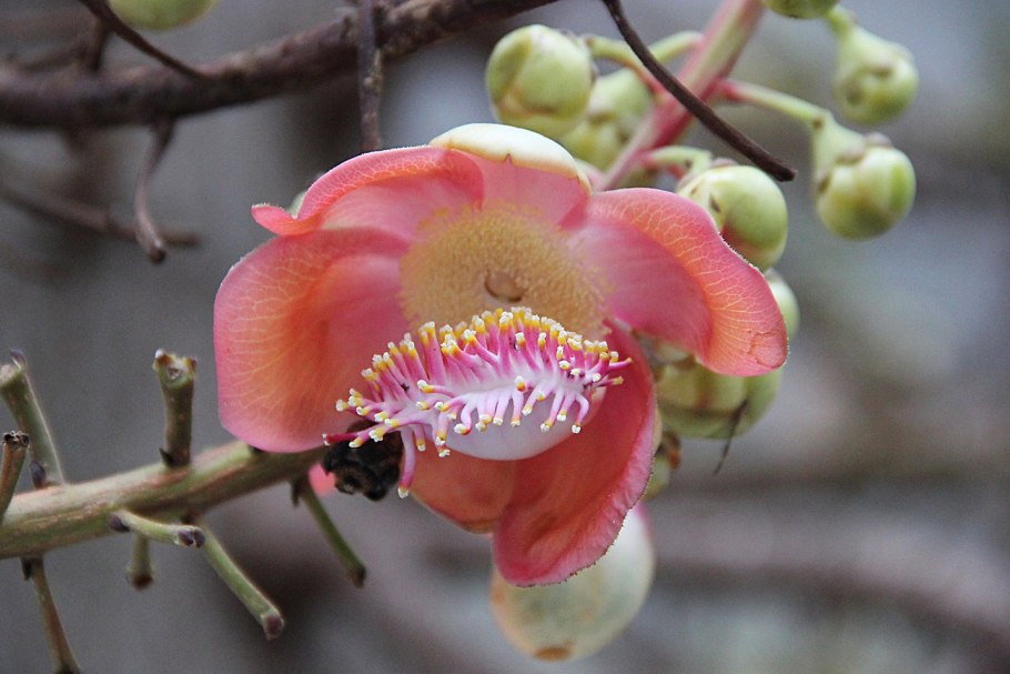 Couroupita guianensis цветок