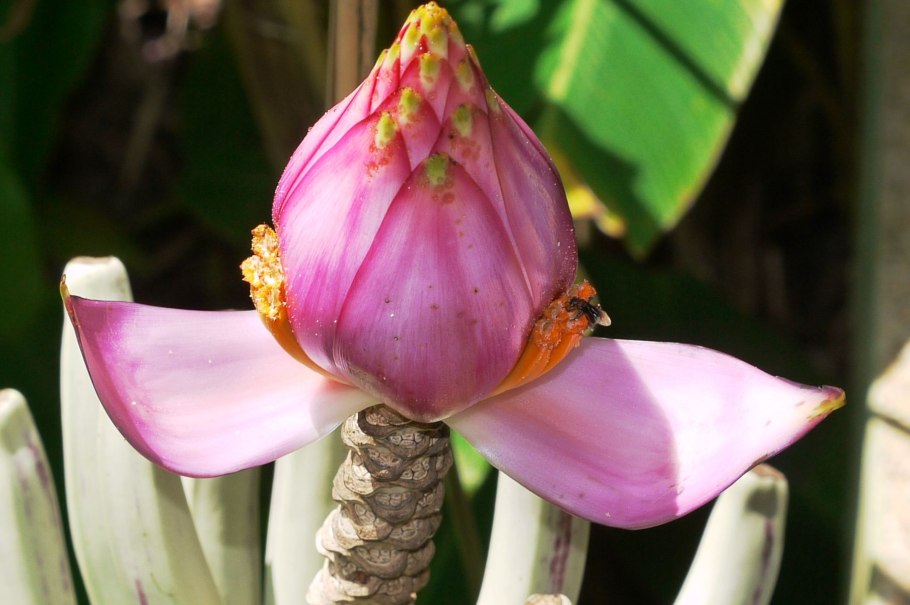 Экзотические растения Азии