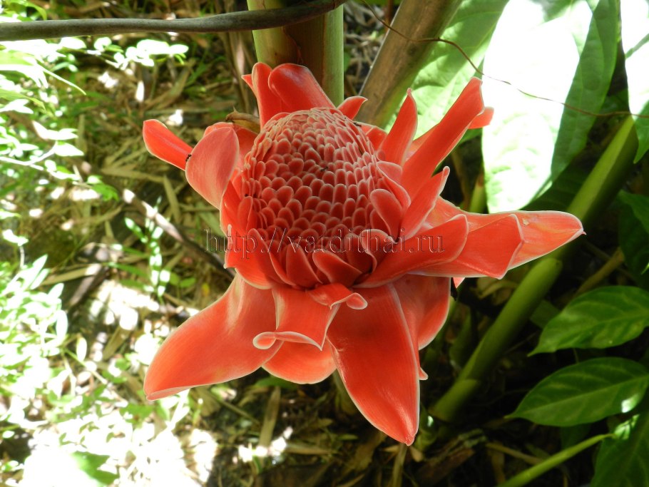 Фортунелла цветок