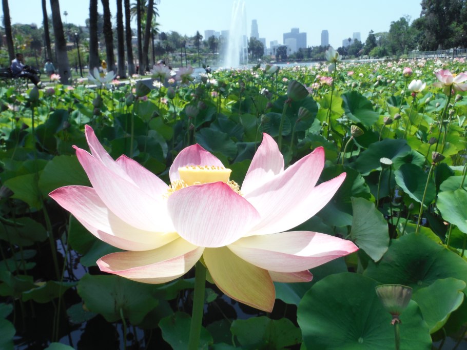 Синьцзянский горный Лотос