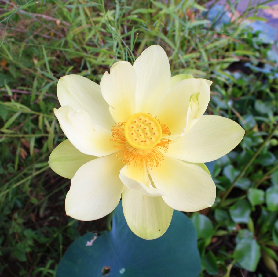 Лотос желтый (Nelumbo lutea).