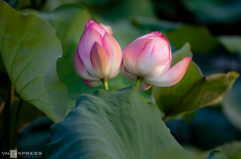 Тропикал Рейнфорест