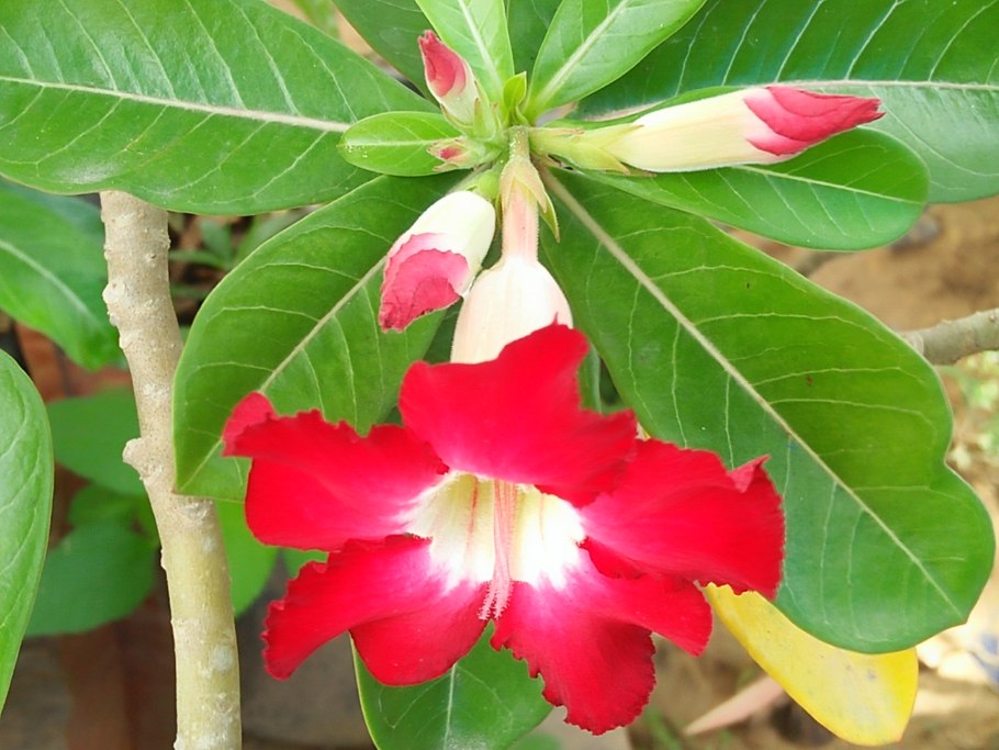 Птицы Тайланда