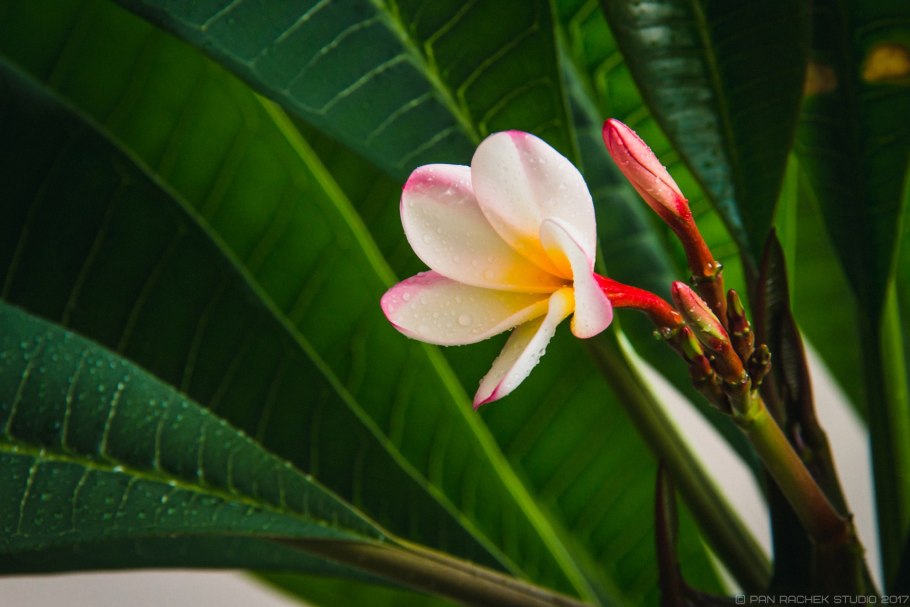 Растения Индокитая