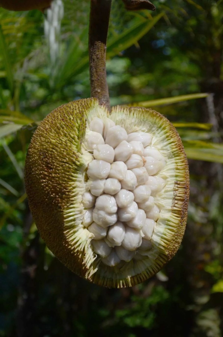 Artocarpus odoratissimus