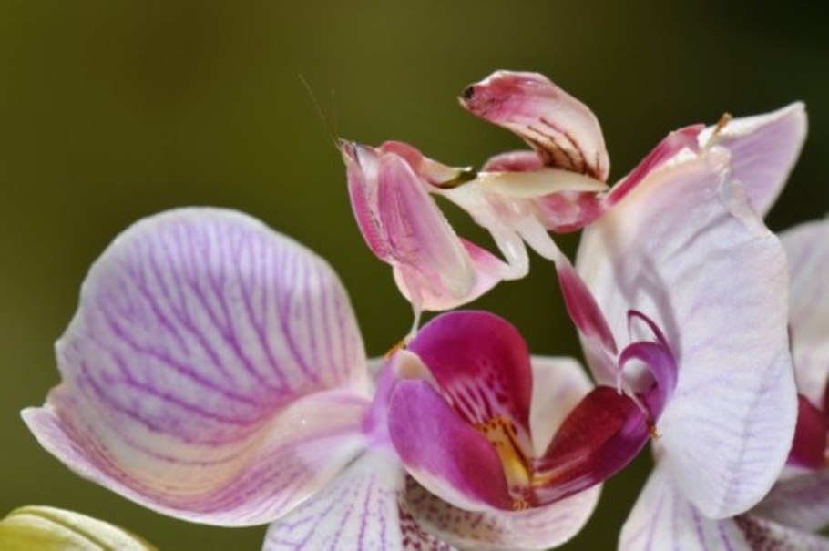 Бали Индонезия чайные плантации