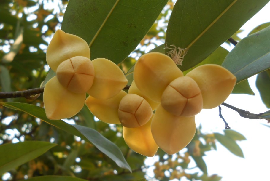 Растения Камбоджи