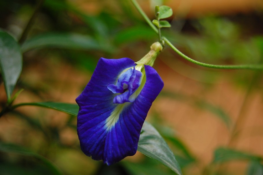 Цветок клитория тройчатая