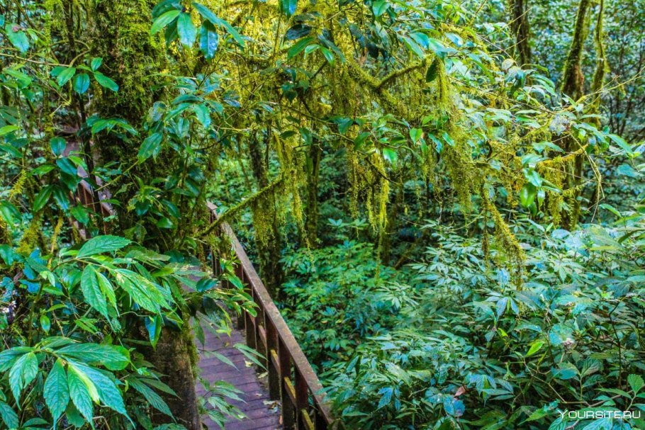 Азиатские растения