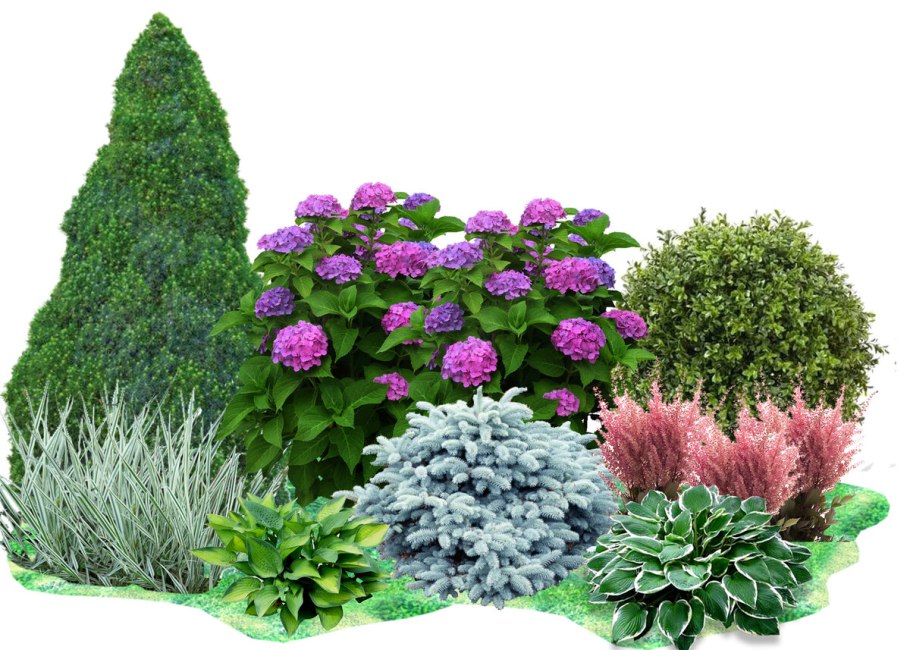 Миксбордеры хвойные гортензии Барбарис