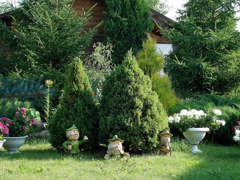 Среднерослые хвойники