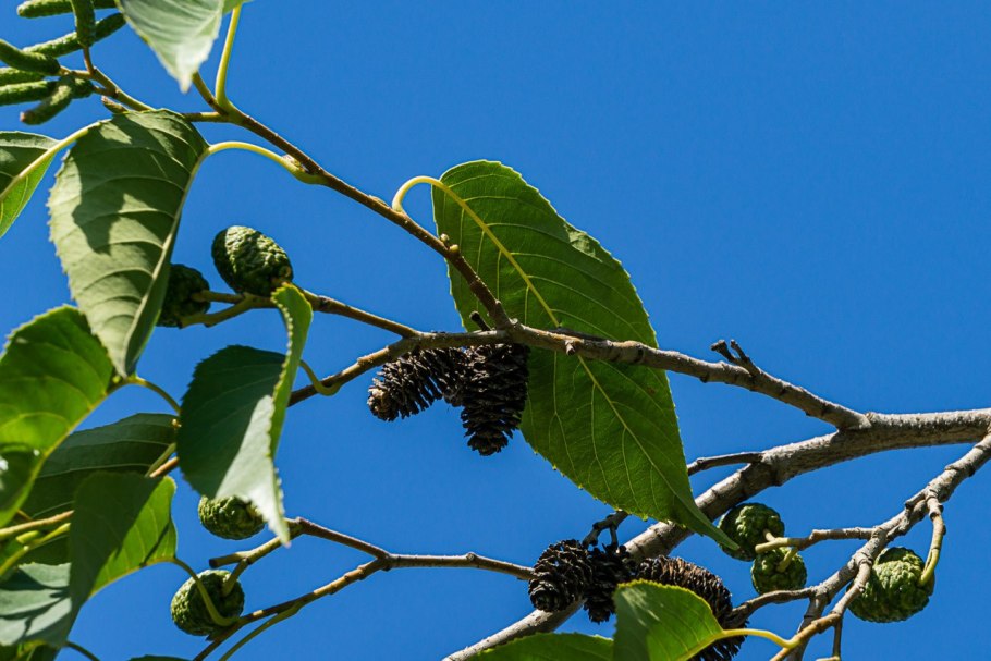 Alnus glutinosa (ольха европейская)