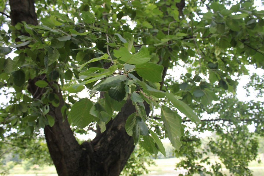 Alnus glutinosa
