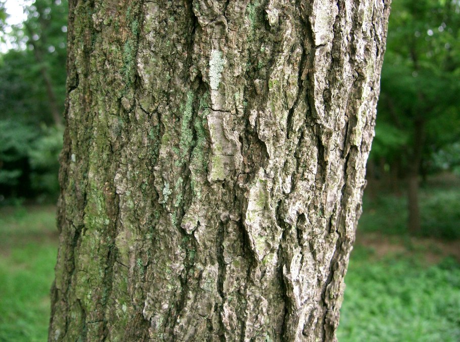 Ольха серая Alnus incána