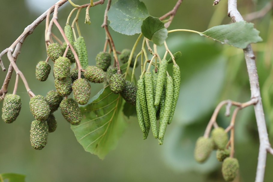 Ольха сердцевидная Alnus cordata