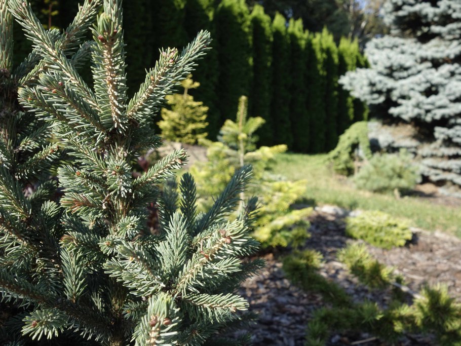 Picea Mariana Beissneri