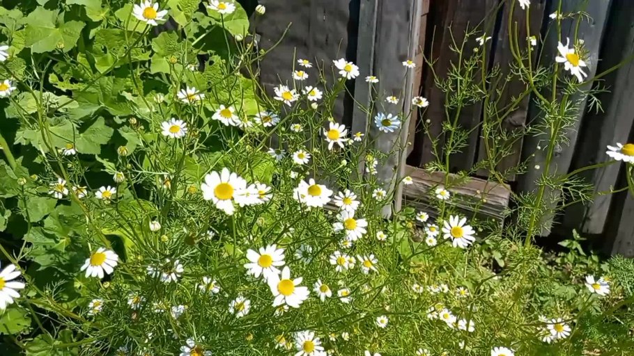 Росток ромашки аптечной