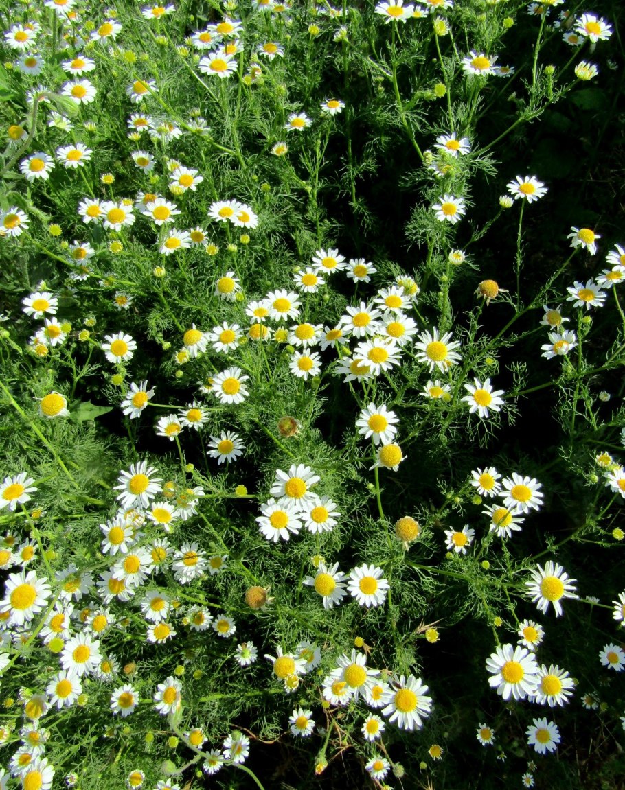 Аптекарская Ромашка