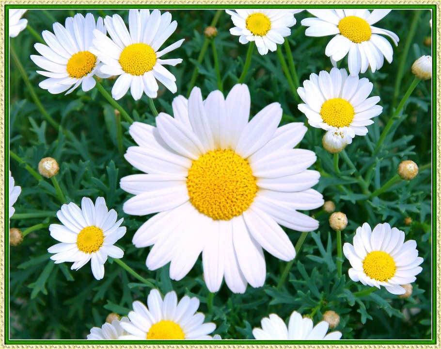 Цветок матрикария Хамомилла