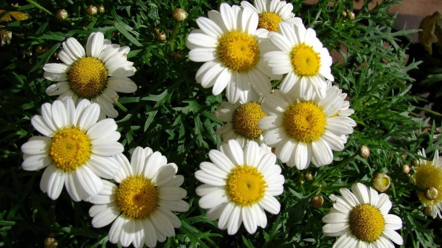 Ромашка Сибирская