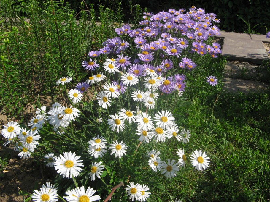 Ромашка аптечная