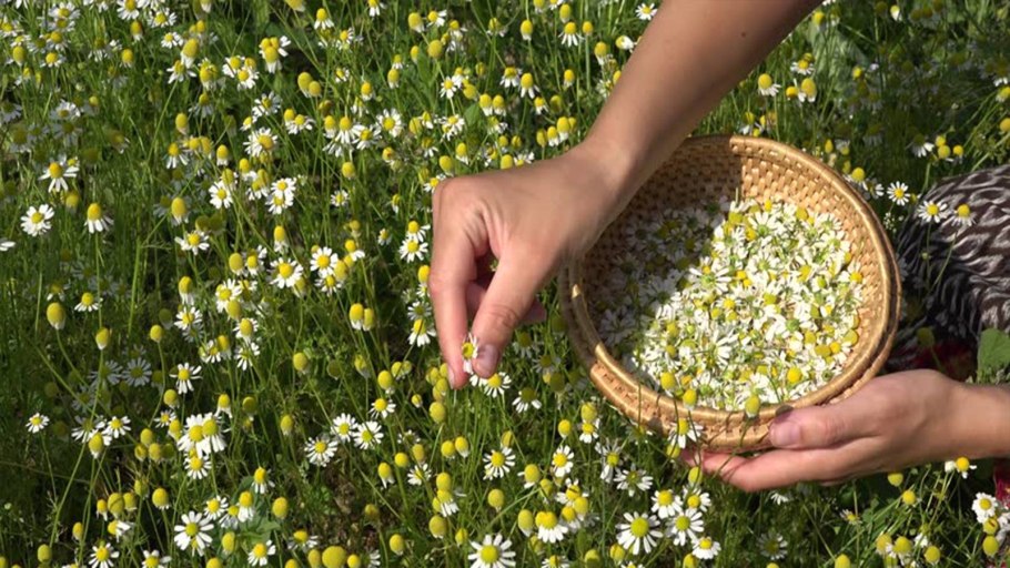 Пиретрум Pyrethrum (Matricaria - Chrysanthemum) сем. Сложноцветные растение цветок