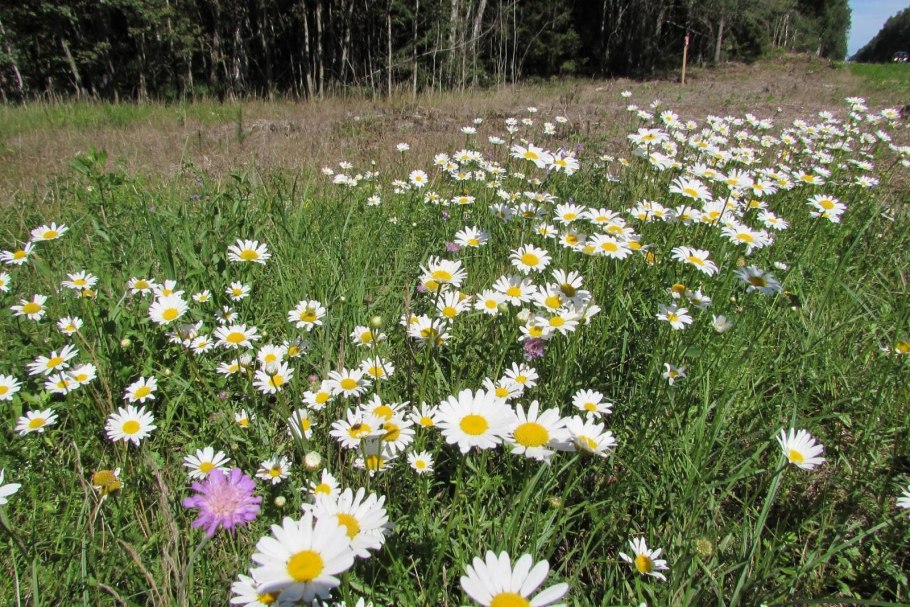 Ромашка аптечная Подмосковная