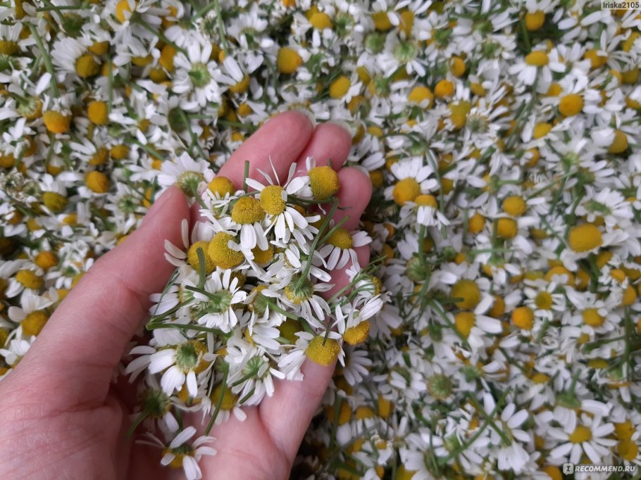 Ромашки Дейзи Флауэр