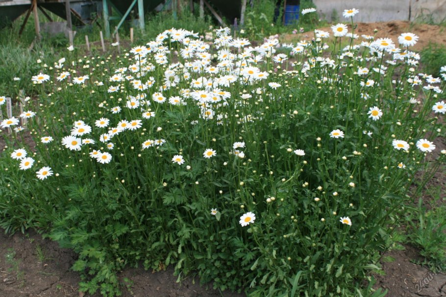 Цветок матрикария Хамомилла