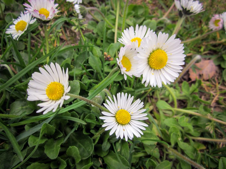 Нивяник Олд корт