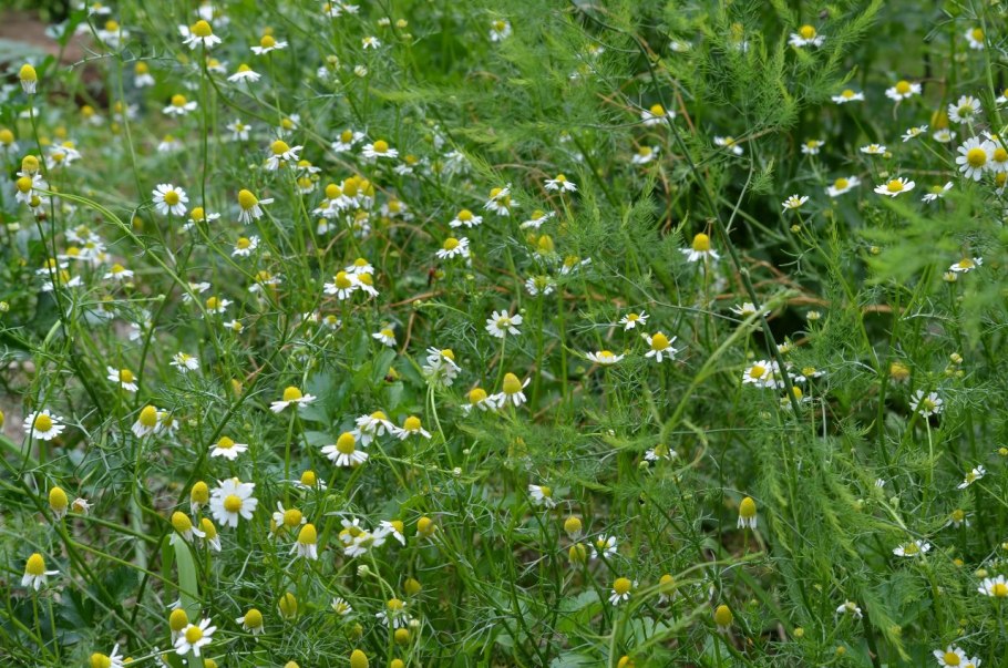 Ромашка непахучая сорняк