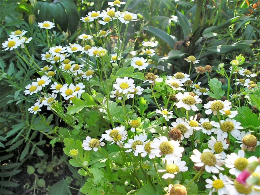 Хризантема Ромашковая Садовая