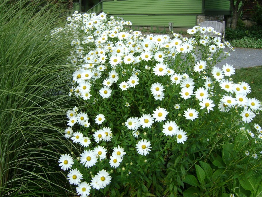 Левкантемелла поздняя