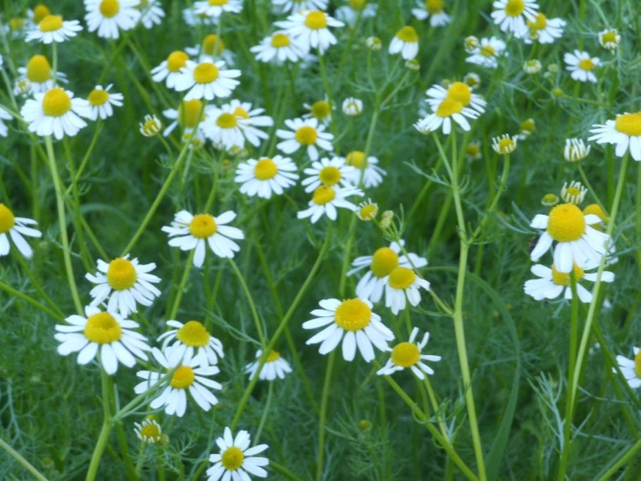 Космея Флоксы люпины ромашки