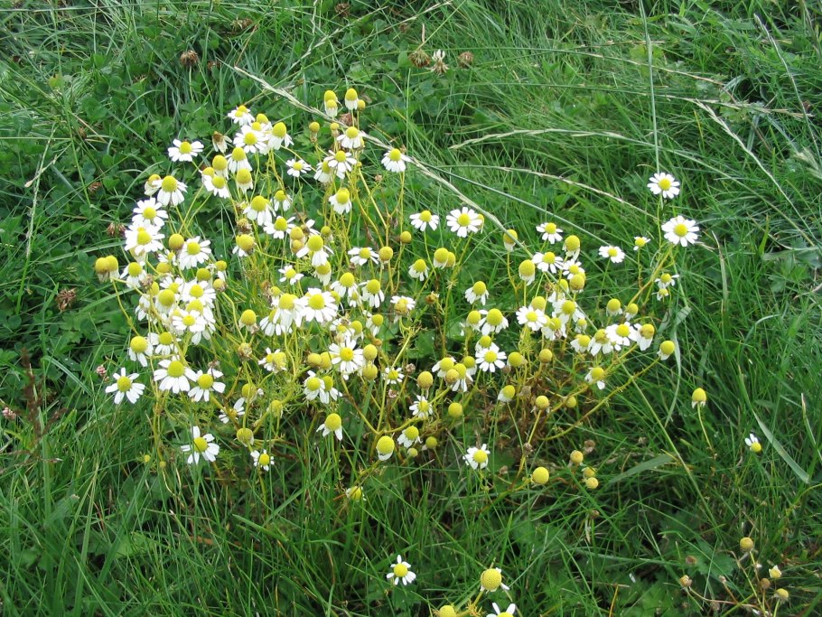 Нивяник гибридный 'Brightside'