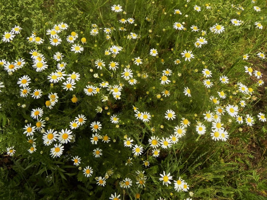 Ромашка мелколистная