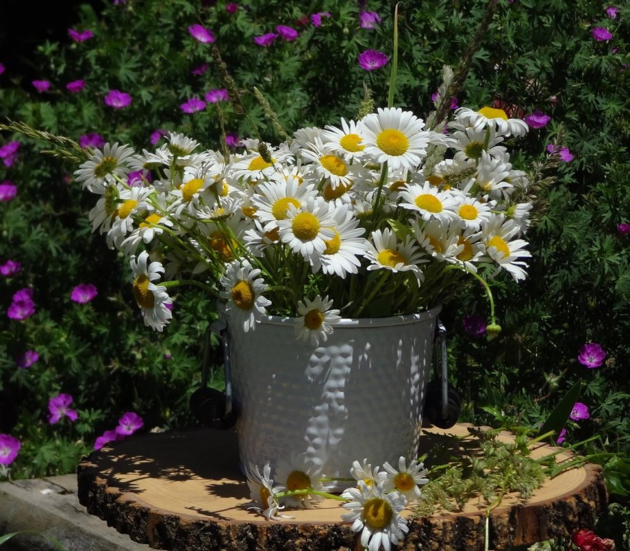 Ромашка аптечная описание