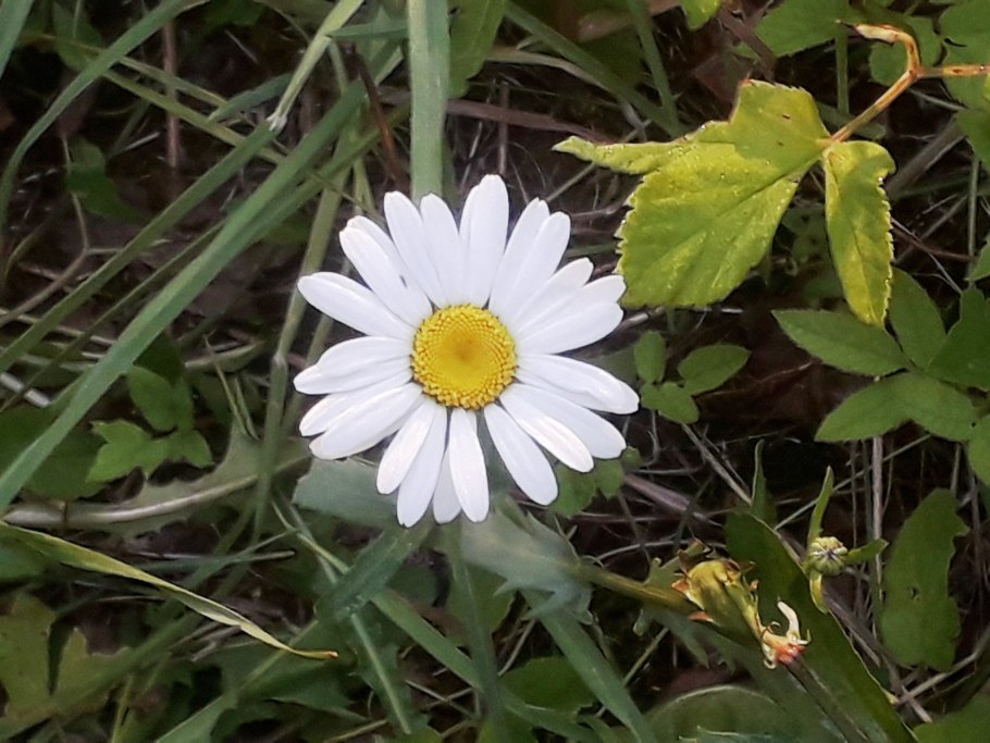 Ромашка Стефания