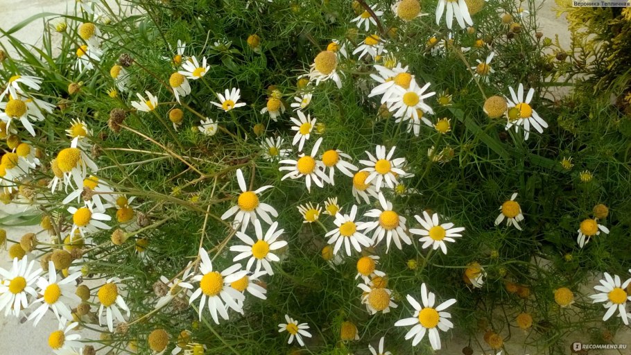 Ромашка матрикария