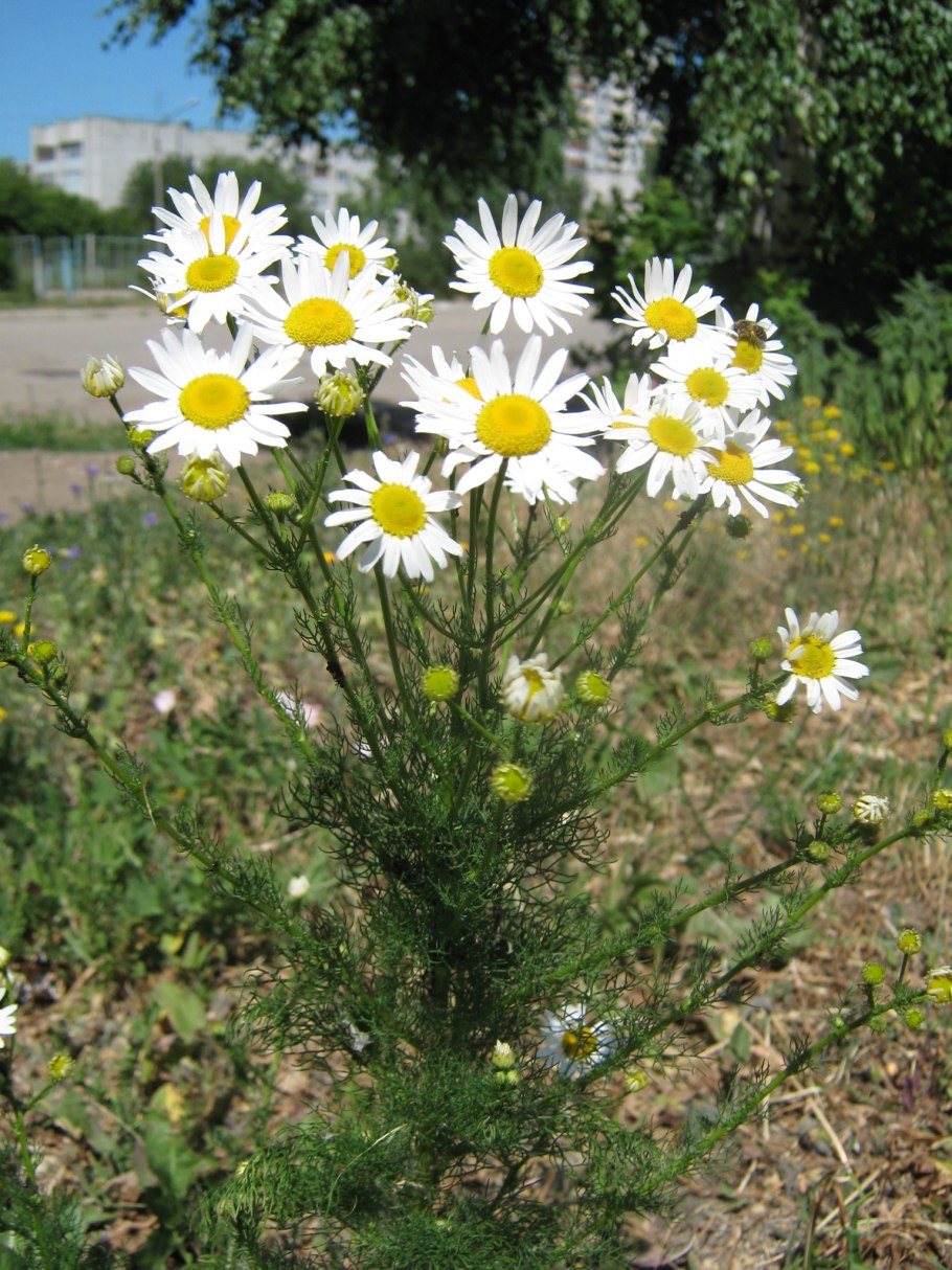 Матрикария Хризантема ромашковидная