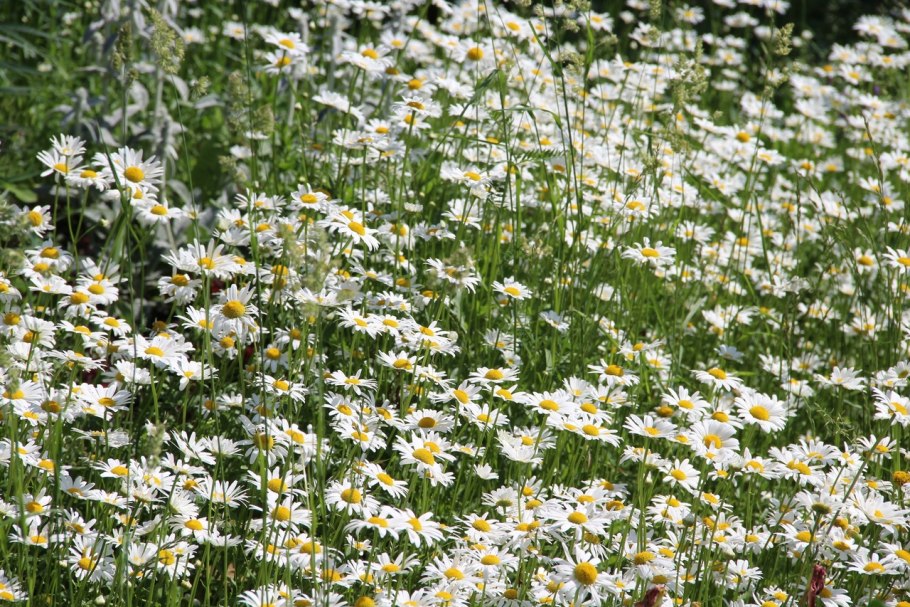 Ромашка нивяник многолетняя