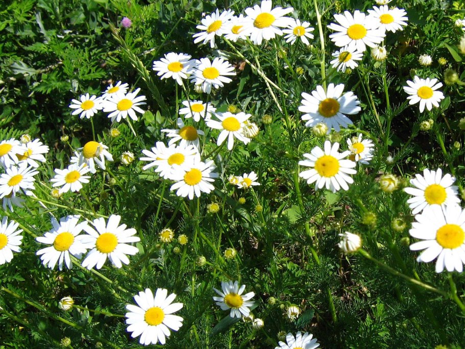 10 Интересных фактов о ромашке