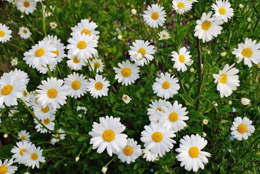 Желтенькая мелкая Ромашка лечебная