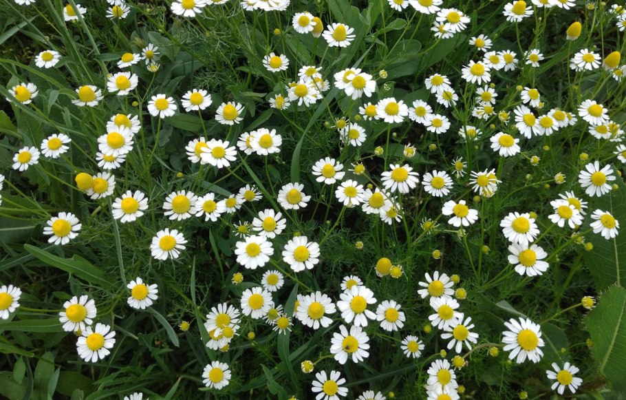 Ромашка Луговая