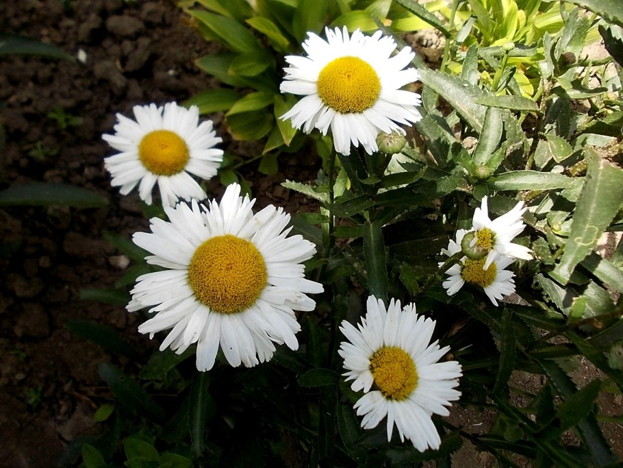 Ромашка нивяник Трехреберник пупавкаприкол