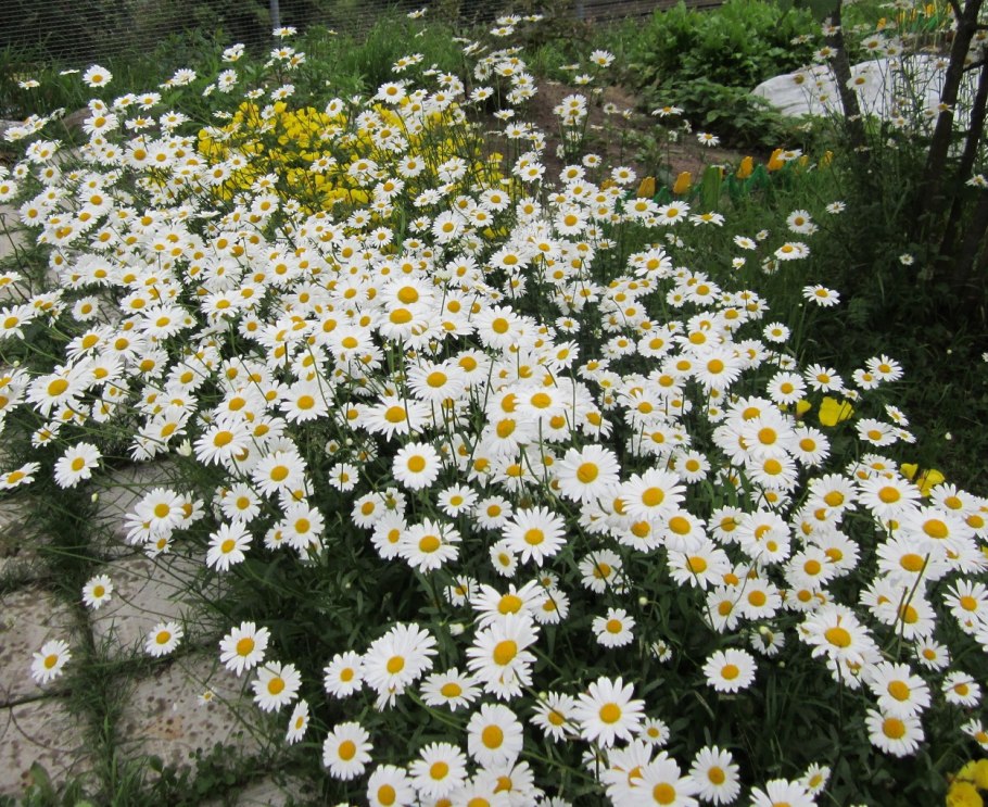 Ромашка Садовая Северная звезда